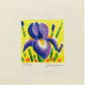 Mimmo Sciarrano - Iris Mimmo Sciarrano - Iris