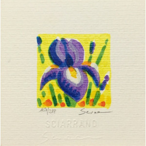 Mimmo Sciarrano - Iris Mimmo Sciarrano - Iris