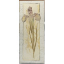 Stampa fiore Iris