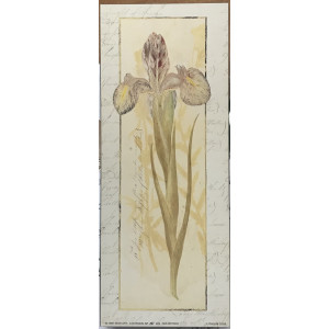 Stampa fiore Iris
